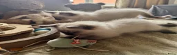 Ragdoll cats for sale: Ragdoll kittens - Advert 22
