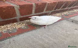 Quail poultry for sale: White Quail - Healthy & Active - Image 4