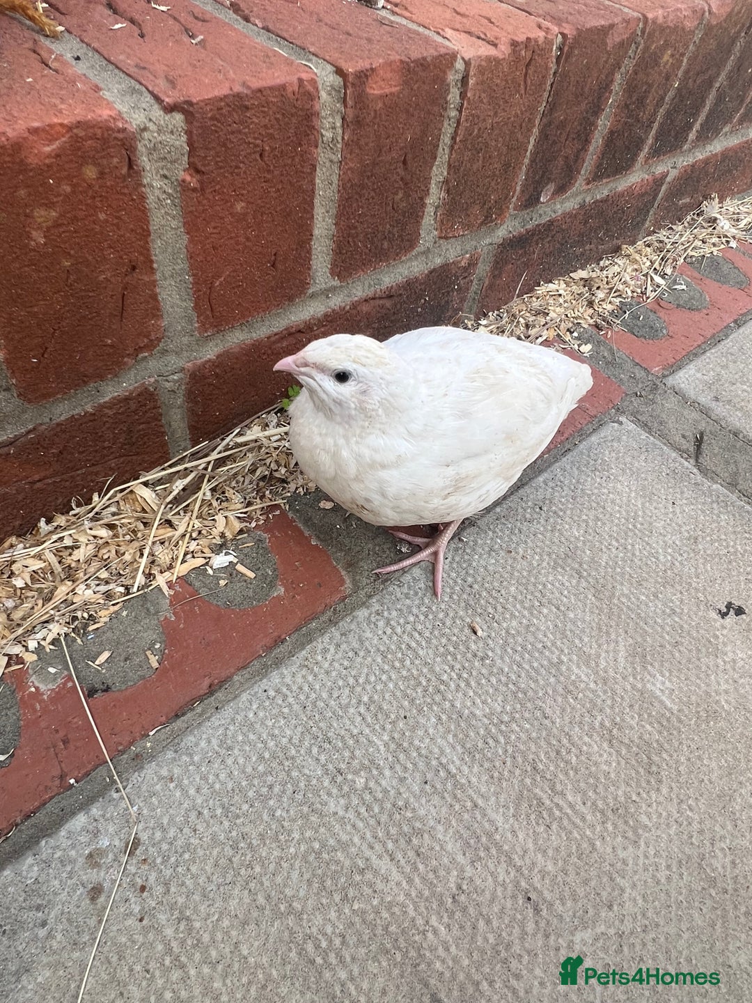 Quail poultry for sale: White Quail - Healthy & Active - Image 4