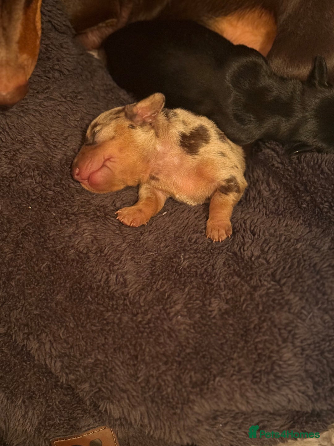 Miniature Dachshund dogs for sale: 🐾 miniature Dachshund females for sale🐾 - Image 18