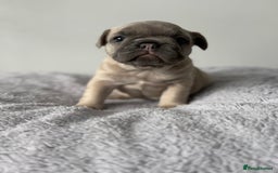 French Bulldog dogs for sale: French bulldog puppies  - Image 7
