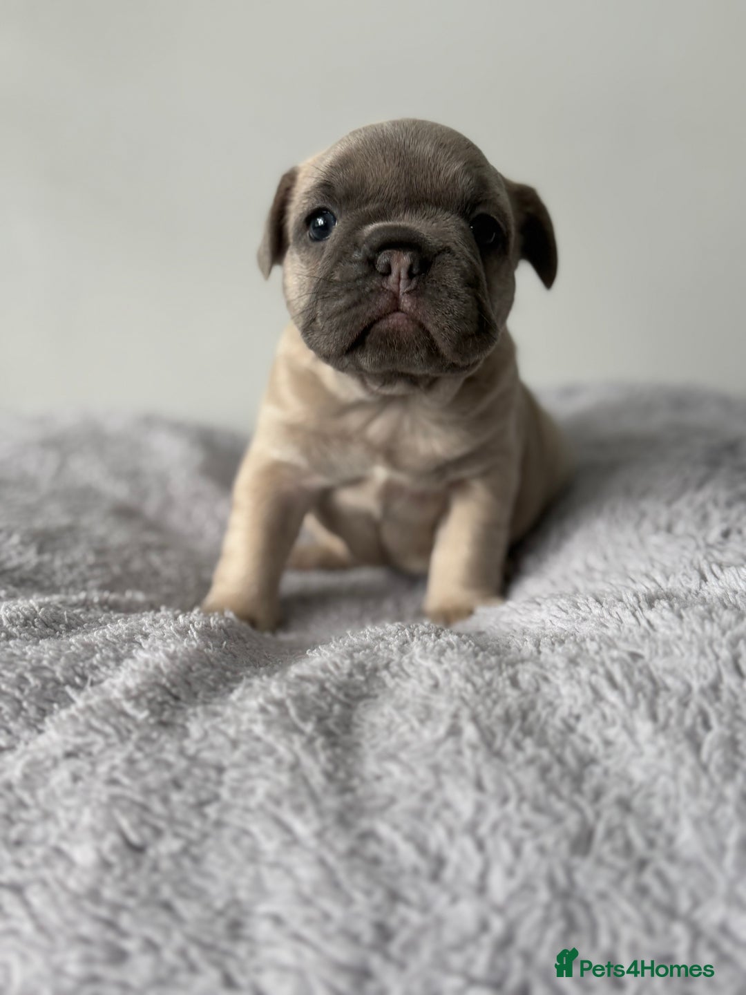 French Bulldog dogs for sale: French bulldog puppies  - Image 7