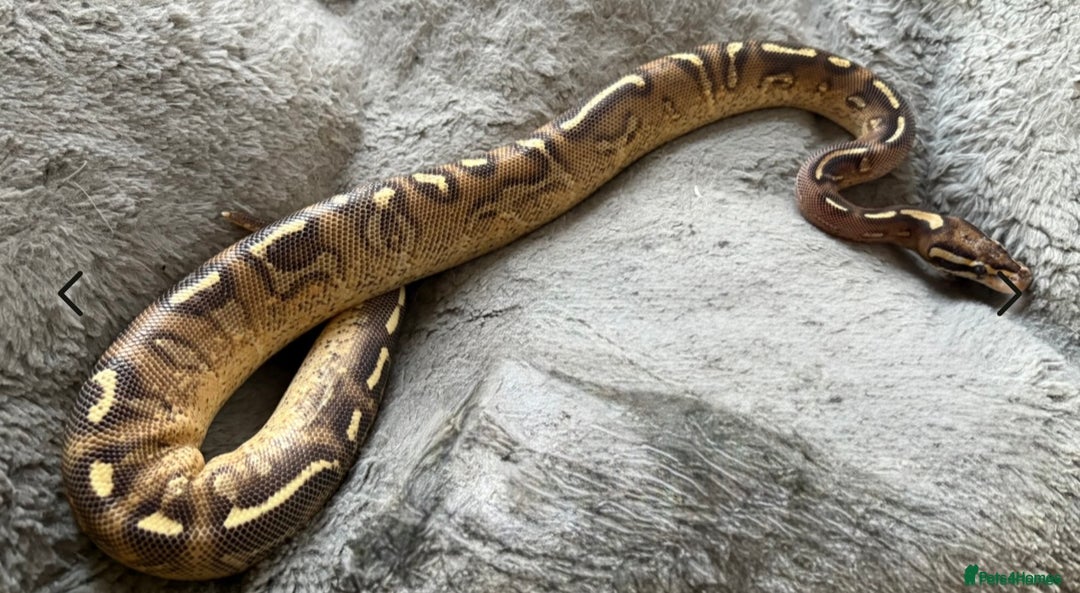 Python Snake reptiles for sale: Female royal pythons - Image 3