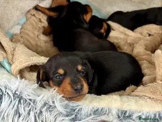 Miniature Dachshund dogs 4 Stunning Mini Dachsunds KC Generation - Advert 11