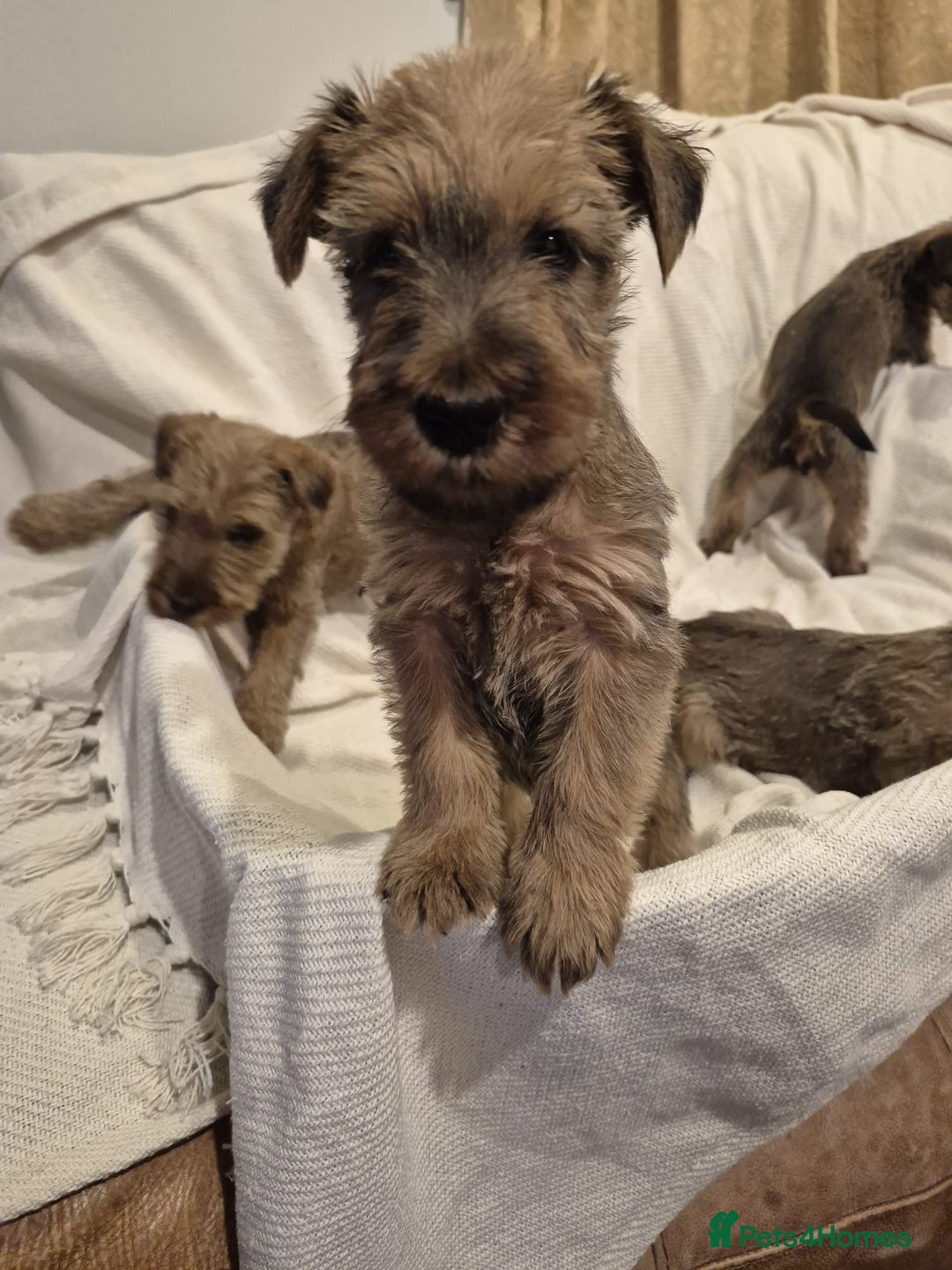Irish Terrier dogs for sale: Home raised Irish terrier  - Image 9