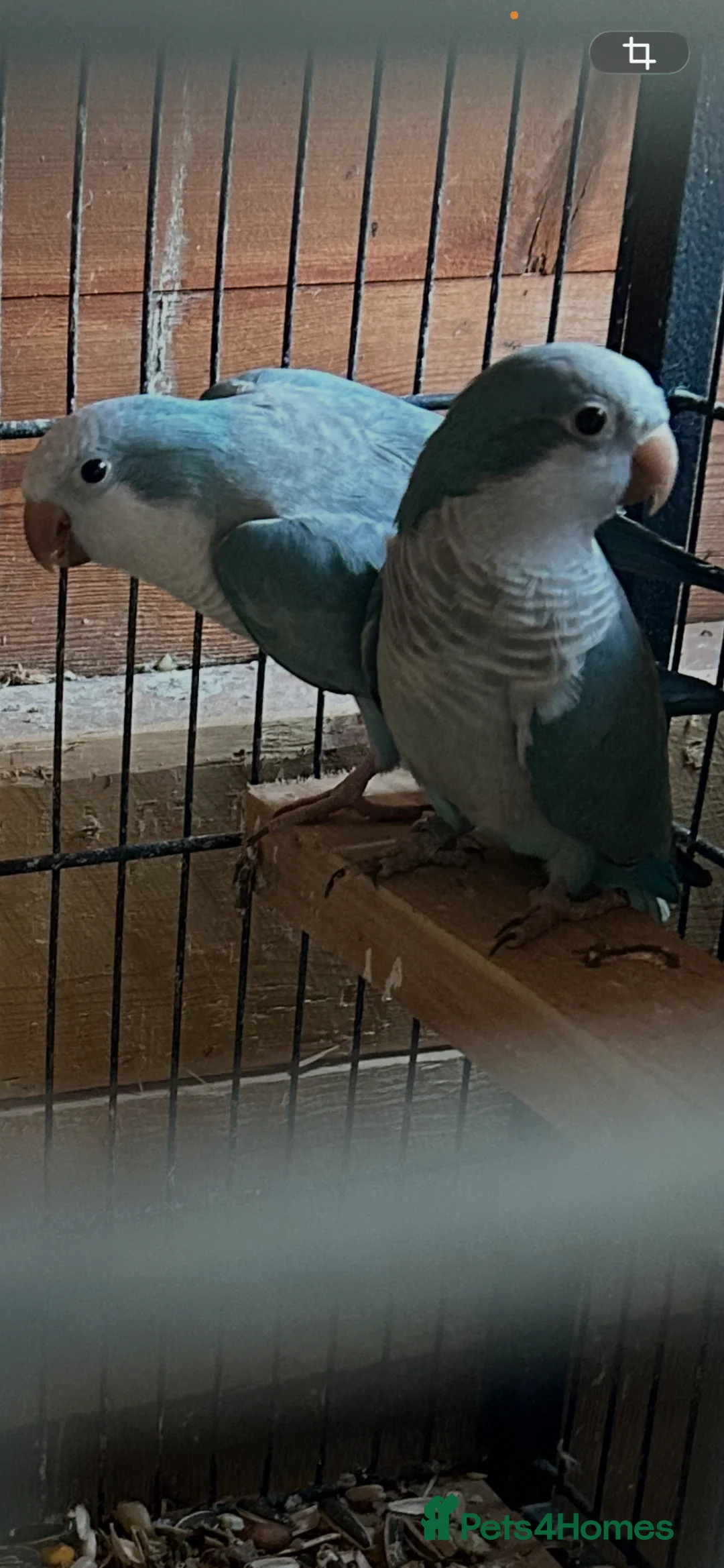 Parakeets birds for sale: Conure and Quaker parrot  - Advert 2