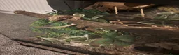 Gecko reptiles for sale: Gecko - Advert 1