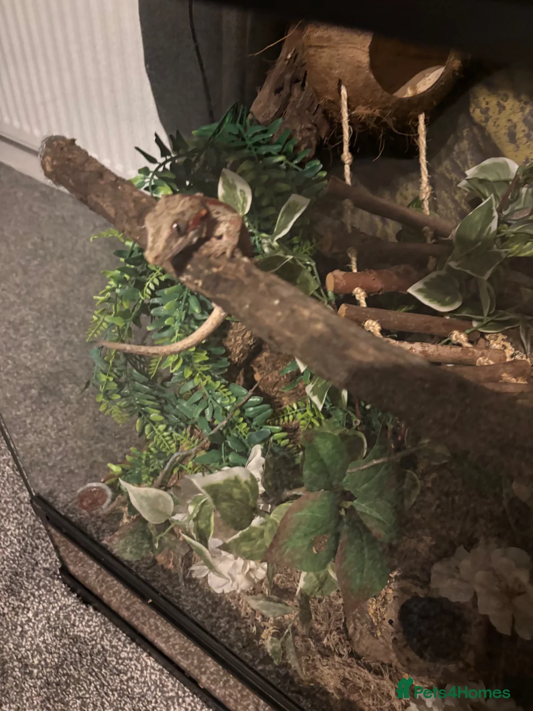 Gecko reptiles for sale: Gecko - Advert 1