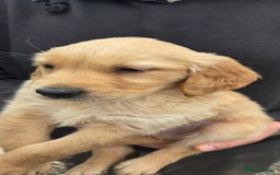 Golden Retriever dogs for sale: 🧡Beautiful Red Working golden retriever puppies🧡 - Image 6