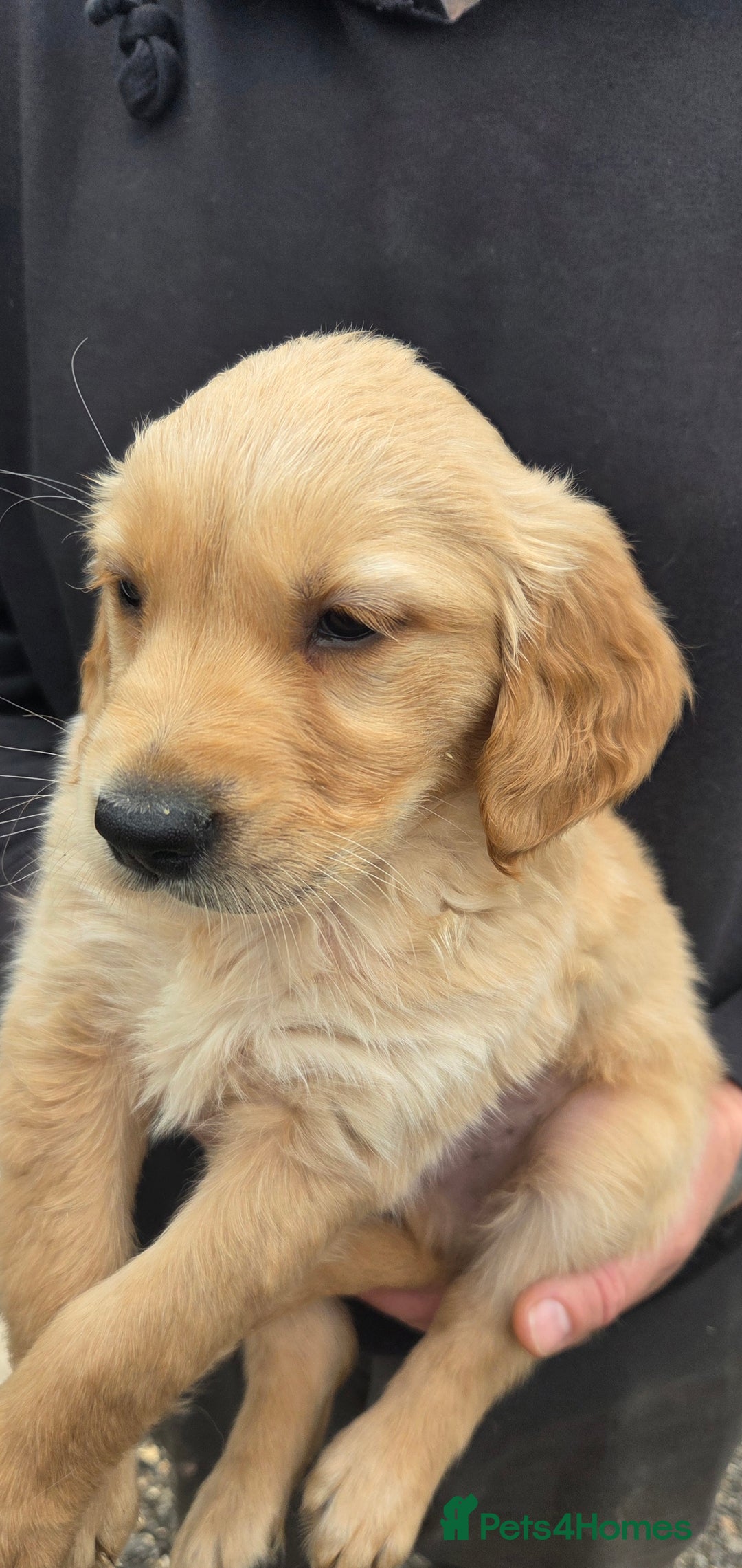 Golden Retriever dogs for sale: 🧡Beautiful Red Working golden retriever puppies🧡 - Image 6