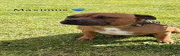 Staffordshire Bull Terrier dogs for sale: Two beautiful Staffordshire bull terriers for sale - Advert 7