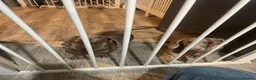 Dachshund dogs for sale: Male & female  - Advert 4