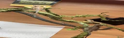 Bearded Dragon reptiles for sale: Red monster 👹 x hypo zero bearded dragons - Advert 8