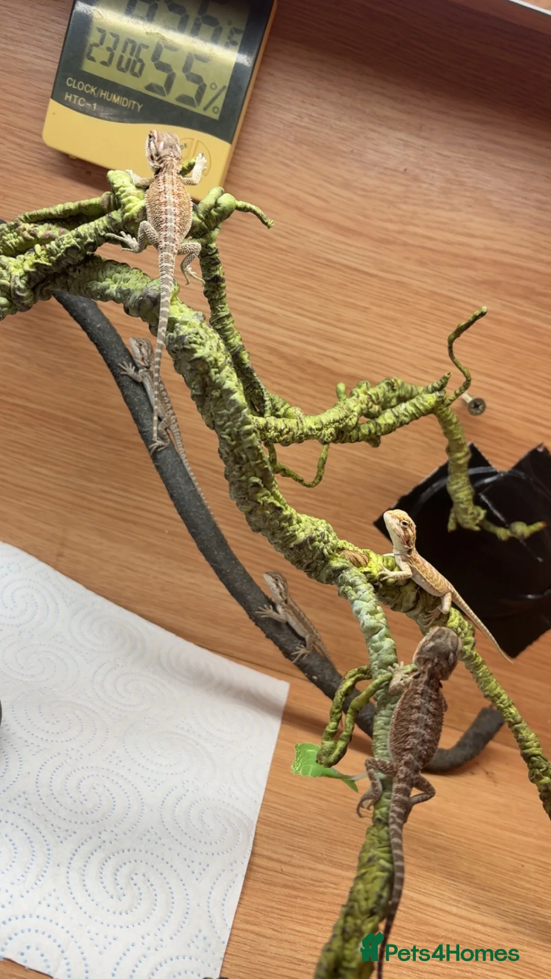 Bearded Dragon reptiles for sale: Red monster 👹 x hypo zero bearded dragons - Advert 8