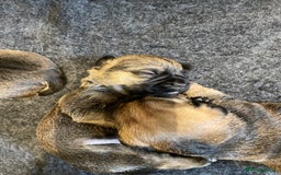 Border Terrier dogs for sale: KC Registered Border Terriers - Image 3
