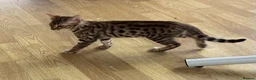 Savannah cats for sale: Male Savannah kitten  - Advert 3