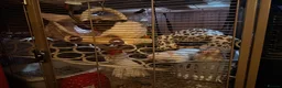 Rat rodents for sale: 4 Male Rats & Cage - Advert 5