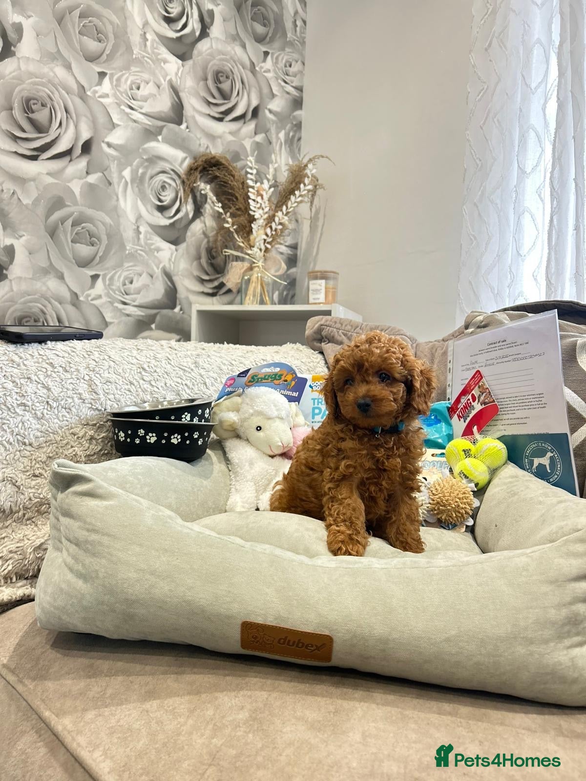 Cavapoo dogs RARE  **  CAVAPOOS dna tested parents  - Advert 5