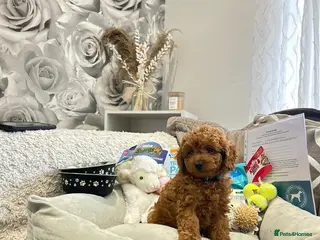Cavapoo dogs RARE ** CAVAPOOS dna tested parents - Advert 5