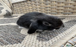 Mini Lop rabbits for sale: Gorgeous mini lop bucks available . - Image 12
