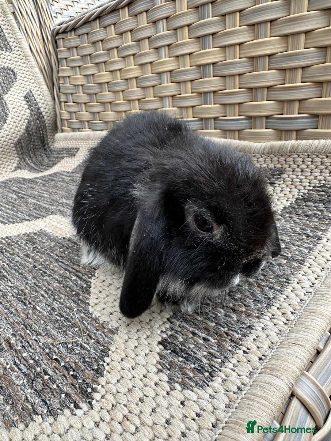 Mini Lop rabbits for sale: Gorgeous mini lop bucks available . - Image 12