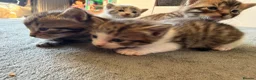 Mixed Breed cats for sale: Beautiful Bengal x Domestic Short Hair Kittens 🐾 - Advert 17