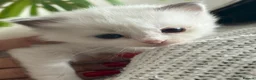 Ragdoll cats for sale: Stunning Bi-Colour Ragdoll Kittens – 7 Available   - Advert 9