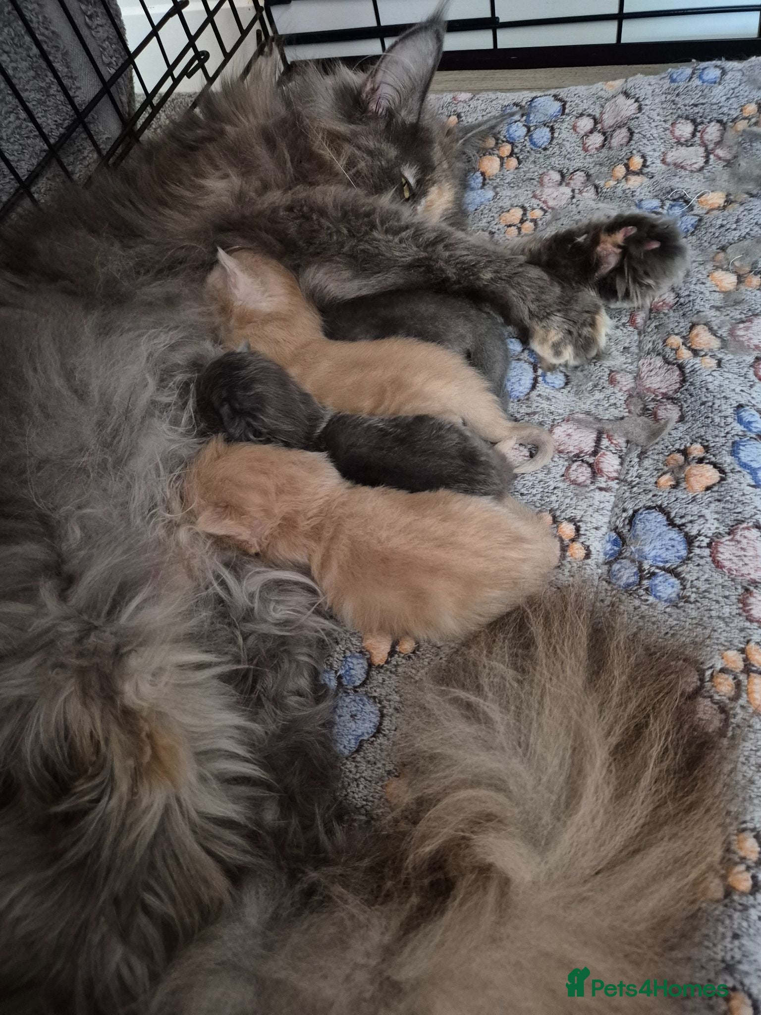 Maine Coon cats Maine coon kittens  - Advert 2
