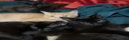 Mixed Breed cats for sale: Looking for a better home  - Advert 6