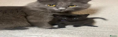Maine Coon 2