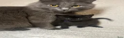 Maine Coon cats for sale: Maine coon mix kittens in Southport - Advert 3