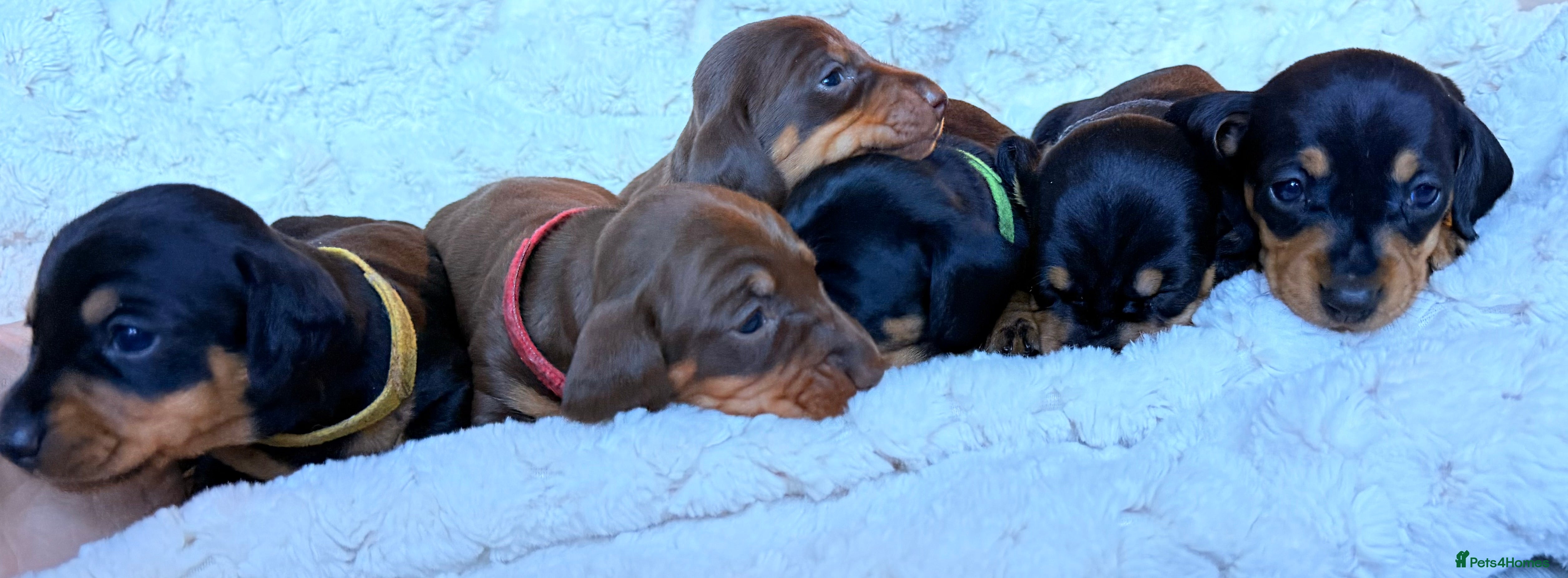 Miniature Dachshund dogs 🩵🩷✨ STUNNING MINIATURE DACHSHUND LITTER ✨🩷🩵 - Advert 4