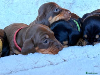 Miniature Dachshund dogs 🩵🩷✨ STUNNING MINIATURE DACHSHUND LITTER ✨🩷🩵 - Advert 2