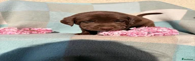 Labrador Retriever 7