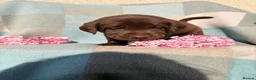 Labrador Retriever dogs for sale: ⭐️ KC Registered Chocolate Lab Puppies ⭐️ - Advert 7
