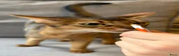 Abyssinian cats for sale: Stunning GCCF Abyssinian kittens - Advert 4