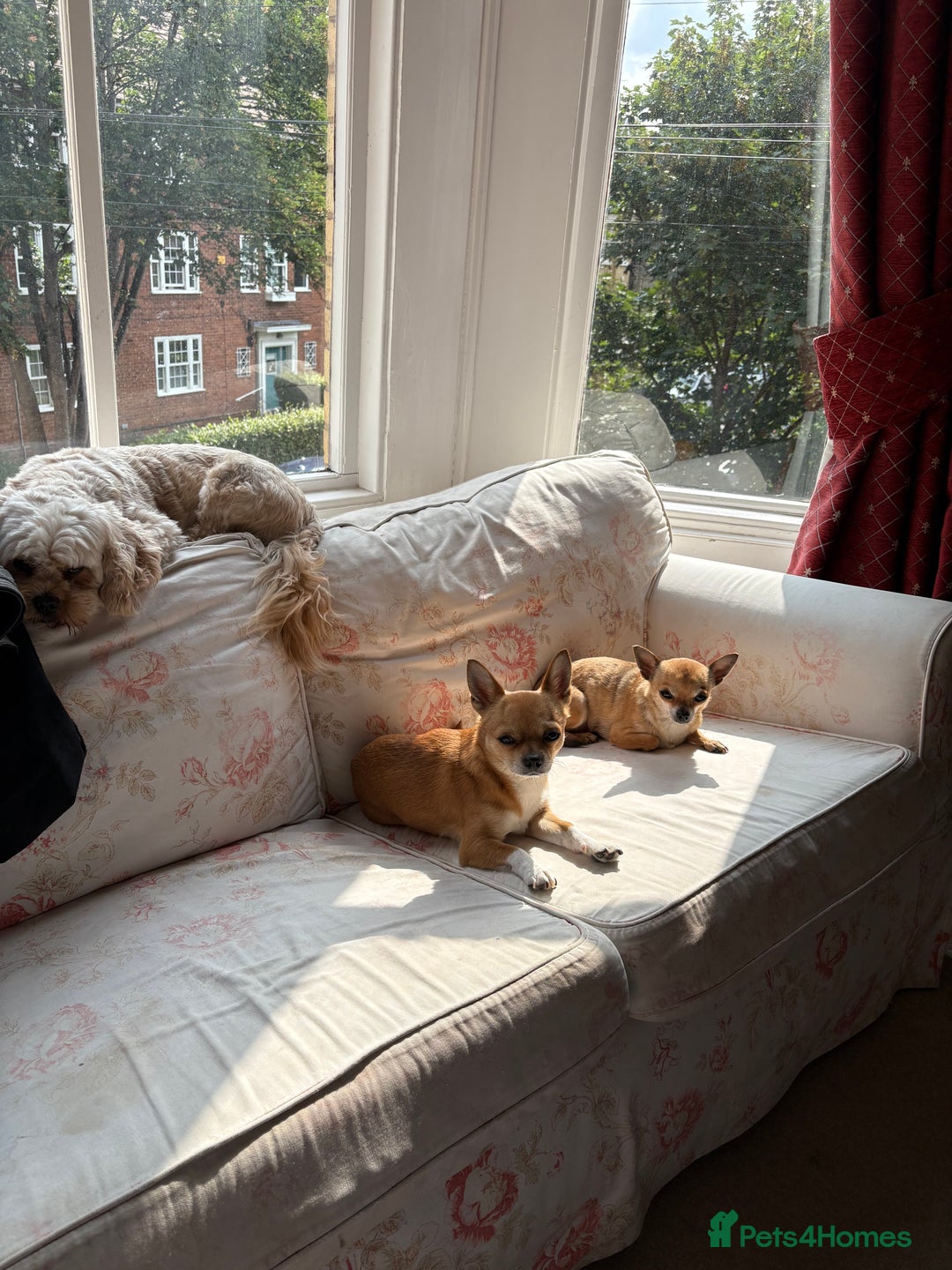 Chihuahua dogs for stud: Friendly Chihuahua for Stud - Advert 3