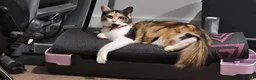 Mixed Breed cats for sale: 2 kittens mix breed - Advert 1