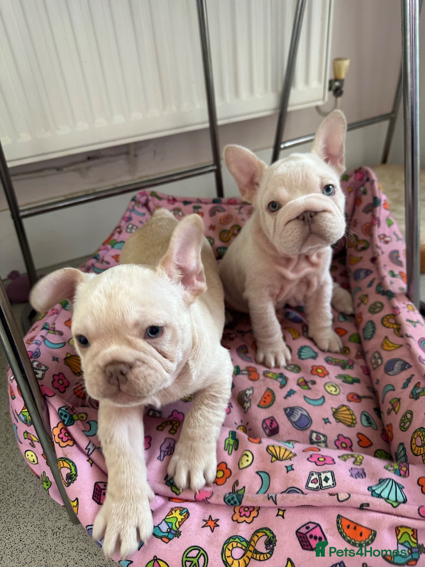 French Bulldog dogs French bulldog puppies Ready Now! - Advert 4