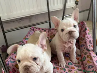 French Bulldog dogs French bulldog puppies Ready Now! - Advert 4