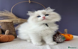 Ragdoll cats for sale: Stunning TICA Ragdolls  - Image 2