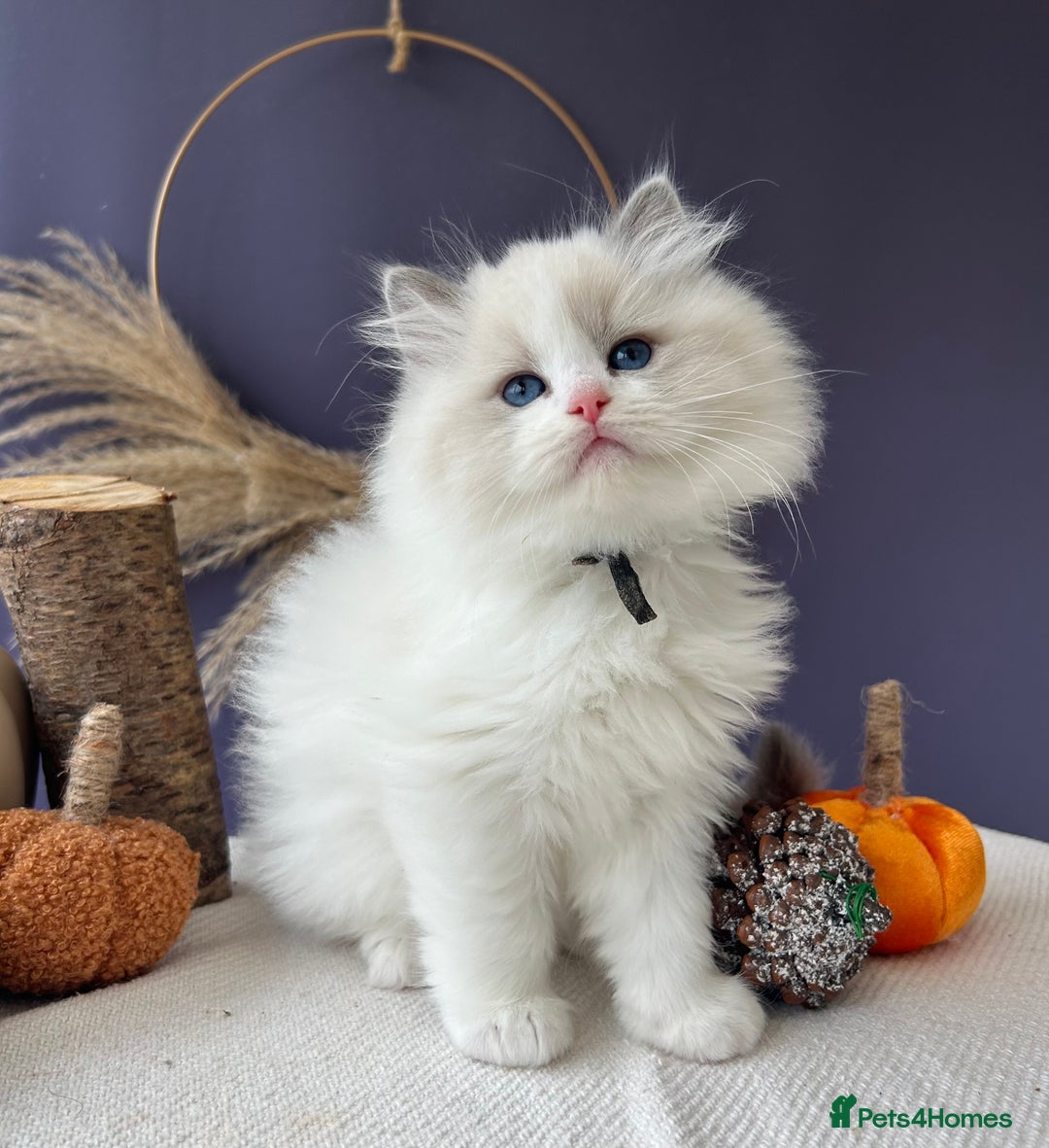Ragdoll cats for sale: Stunning TICA Ragdolls  - Image 2