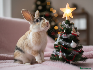 Mixed Breed rabbits Syrup - Advert 4