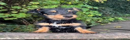 Jack Russell dogs for sale: Stunning Jack Russell Puppies - Advert 18