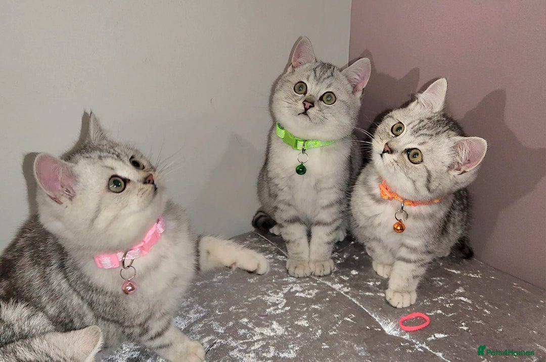 British Shorthair cats for sale: 🏆 Pedigree Silver British Shorthair Kittens 🏆 - Advert 14