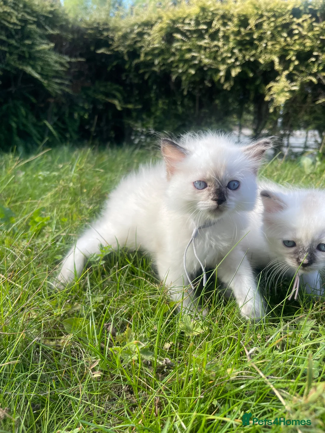 Ragdoll cats for sale: 🐾 Beautiful Ragdoll Girls rare colours 🐾 - Advert 1
