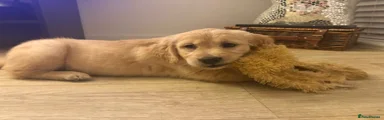 Golden Retriever 7