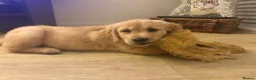 Golden Retriever dogs for sale: Stunning Golden retriever puppy’s - Advert 7