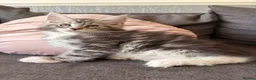 Maine Coon cats for sale: 🐈‍⬛Sweet bundle of Joy TICA register🐈‍⬛ - Advert 18