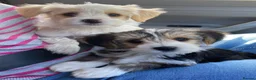 Biewer Terrier dogs for stud: Gold dust biewer for stud (health tested) - Advert 13